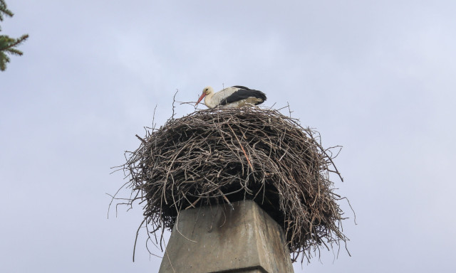 Meg&eacute;rkezett az első g&oacute;lya Nagyat&aacute;dra