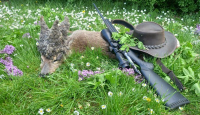 Igen ritka őzbakot lőttek Somogyban: m&eacute;g az idősebb vad&aacute;szok is meglepődtek amikor megl&aacute;tt&aacute;k