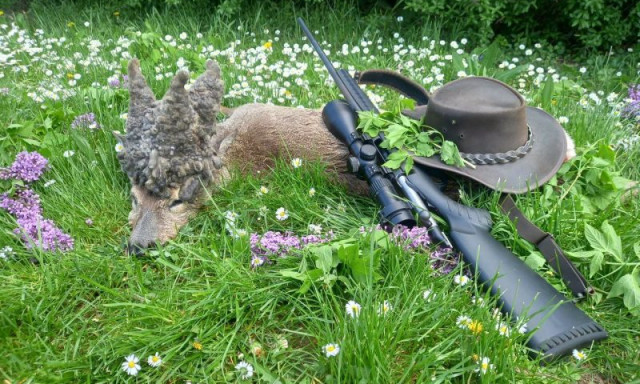 Igen ritka őzbakot lőttek Somogyban: m&eacute;g az idősebb vad&aacute;szok is meglepődtek amikor megl&aacute;tt&aacute;k