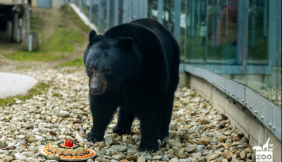 A veszprémi medvék jóslata szerint közeleg a tavasz