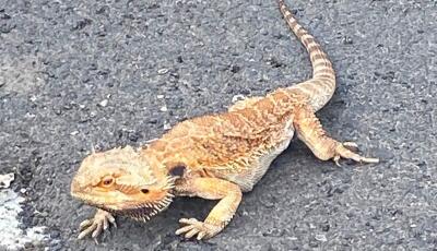 Ausztr&aacute;li&aacute;ban őshonos gy&iacute;kot l&aacute;ttak a Kanizsai utc&aacute;ban