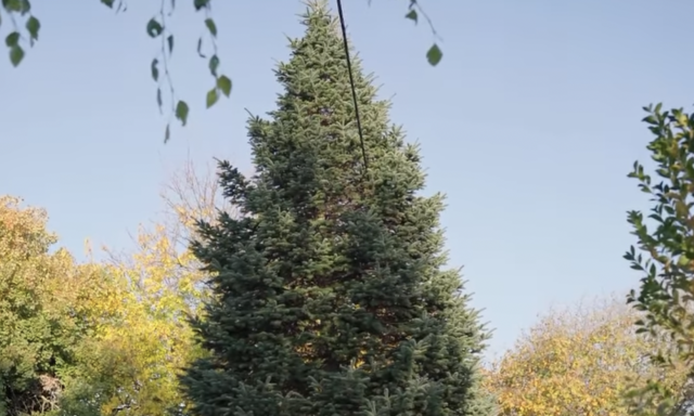 Megvan Kaposv&aacute;r 2025-&ouml;s kar&aacute;csonyf&aacute;ja