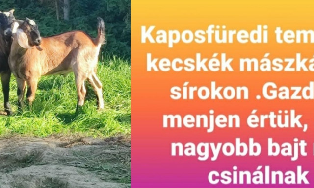 Ideiglenes befogad&oacute;hoz ker&uuml;lt a k&eacute;t kecske, akik h&eacute;tv&eacute;g&eacute;n rakonc&aacute;tlankodtak Kaposf&uuml;reden