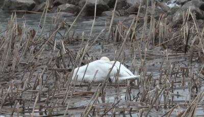 Titokzatos hatty&uacute;pusztul&aacute;s borzolja a ked&eacute;lyeket a Balatonn&aacute;l
