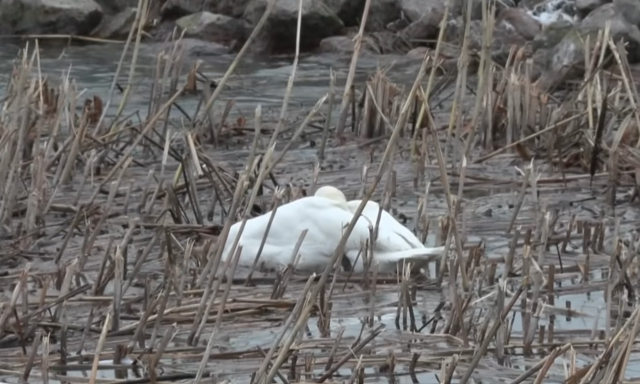 Titokzatos hatty&uacute;pusztul&aacute;s borzolja a ked&eacute;lyeket a Balatonn&aacute;l