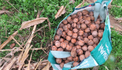 Diótolvajok garázdálkodnak a somogyi ültetvényeken, lekapcsoltak egy lengyeltóti bandát