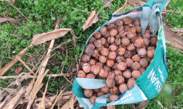 Di&oacute;tolvajok gar&aacute;zd&aacute;lkodnak a somogyi &uuml;ltetv&eacute;nyeken, lekapcsoltak egy lengyelt&oacute;ti band&aacute;t