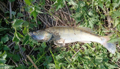 &bdquo;El&eacute;g volt!&rdquo; &ndash;a nyilv&aacute;noss&aacute;ghoz fordulnak a Kapos foly&oacute;n tapasztalhat&oacute; halhull&aacute;s miatt