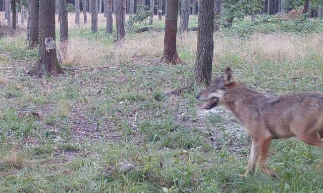 Fiatal farkas tűnt fel az osztr&aacute;k-magyar hat&aacute;rn&aacute;l