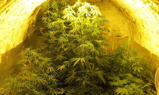 46 tő cannabist foglaltak le B&ouml;h&ouml;ny&eacute;n - VIDE&Oacute;VAL