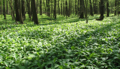 Kezdet&eacute;t veszi a medvehagyma szezon Somogyban