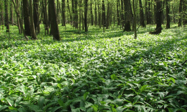 Kezdet&eacute;t veszi a medvehagyma szezon Somogyban