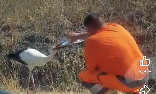 Meg&aacute;llt az &uacute;t sz&eacute;l&eacute;n, hogy megitasson egy szomjaz&oacute; g&oacute;ly&aacute;t &ndash; VIDE&Oacute;