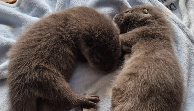 K&eacute;t &uacute;j lak&oacute; &eacute;rkezett a Peteshalmi Vidraparkba