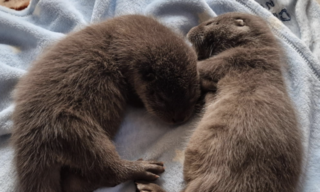 K&eacute;t &uacute;j lak&oacute; &eacute;rkezett a Peteshalmi Vidraparkba