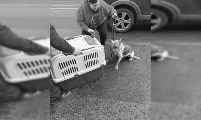 V&eacute;rző fejű kutya k&oacute;borolt Lengyelt&oacute;tiban &ndash; szabadnapos kuty&aacute;s rendőr seg&iacute;tett befogni