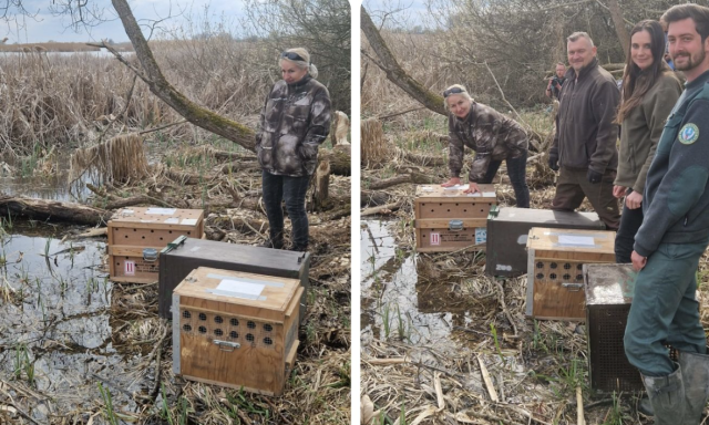 Vissza a vadonba: szabadon engedt&eacute;k a peteshalmi vidr&aacute;kat