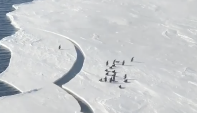 Egy&uuml;tt tapsol az internet n&eacute;pe ennek a sprinter antarktiszi pingvinnek - VIDE&Oacute;