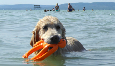 M&eacute;gsem lesz kuty&aacute;s strand Si&oacute;fokon
