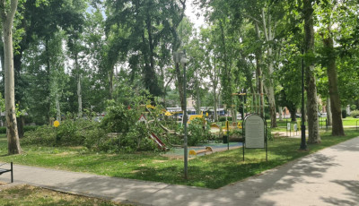 Kett&eacute;t&ouml;rt egy fa a sz&iacute;nh&aacute;zparkban