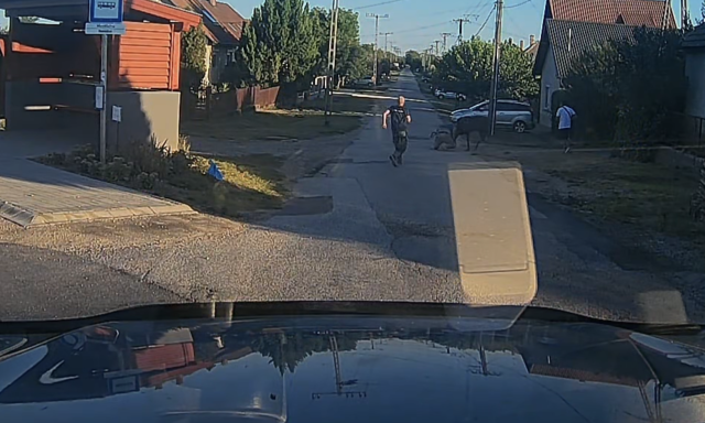 Megvadult szarvas t&aacute;madt r&aacute; egy &aacute;llatmentőre Mezőt&uacute;ron - VIDE&Oacute;