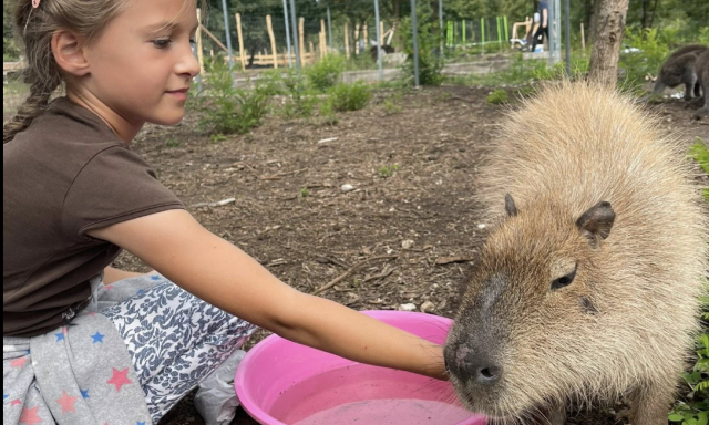 Kapibara simogat&oacute;val ny&iacute;lt &uacute;j &aacute;llatkert a Balatonn&aacute;l