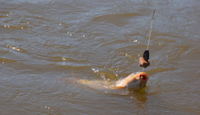 18 m&aacute;zsa s&uacute;lyosan s&eacute;r&uuml;lt halat mentettek ki a Gy&eacute;k&eacute;nyesi Horg&aacute;szt&oacute;b&oacute;l