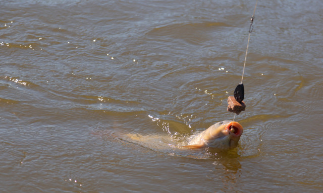 18 m&aacute;zsa s&uacute;lyosan s&eacute;r&uuml;lt halat mentettek ki a Gy&eacute;k&eacute;nyesi Horg&aacute;szt&oacute;b&oacute;l