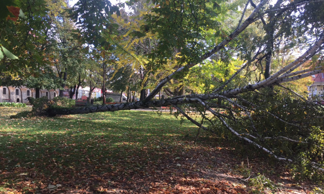 Kidőlt egy hatalmas fa a Rippl-R&oacute;nai parkban