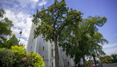 H&eacute;t k&uuml;l&ouml;nleges fa ker&uuml;lt az &Eacute;v F&aacute;ja verseny 2026-os d&ouml;ntőj&eacute;be