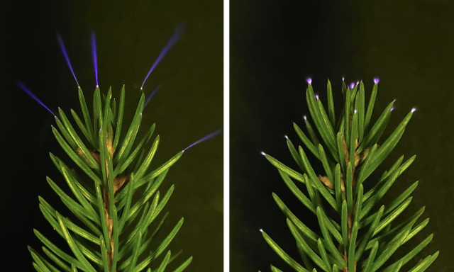 Elősz&ouml;r r&ouml;gz&iacute;tett&eacute;k a f&aacute;kon megjelenő koronakis&uuml;l&eacute;seket zivatar k&ouml;zben