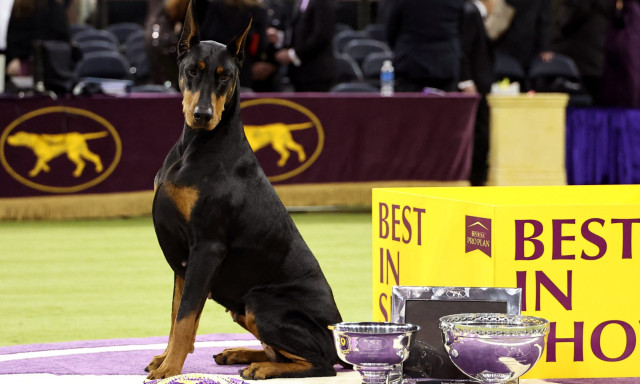 Megv&aacute;lasztott&aacute;k a vil&aacute;g legszebb kuty&aacute;j&aacute;t