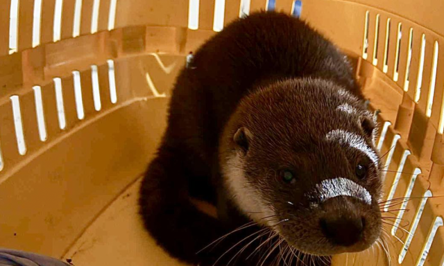 Kisvidr&aacute;t mentettek Si&oacute;fokon - Egy aut&oacute; alatt bujk&aacute;lt