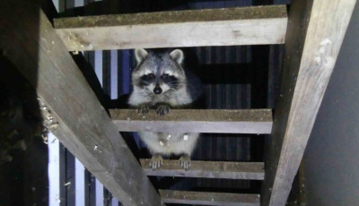 Szerv&aacute;lok, szurik&aacute;t&aacute;k, selyemmajmok - Titkos &aacute;llatkertet sz&aacute;moltak fel Keszthelyen