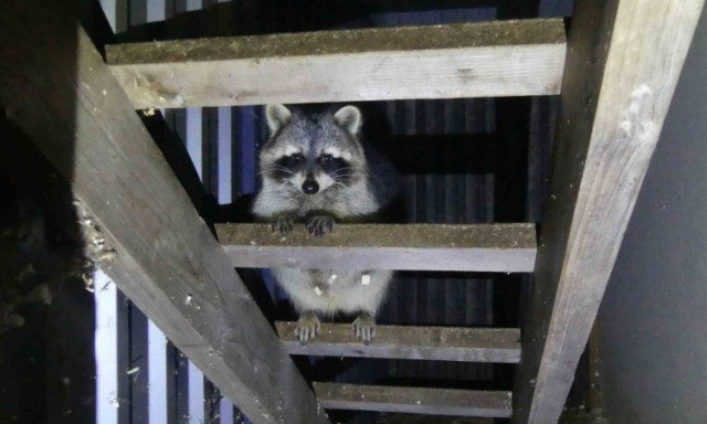 Szerv&aacute;lok, szurik&aacute;t&aacute;k, selyemmajmok - Titkos &aacute;llatkertet sz&aacute;moltak fel Keszthelyen