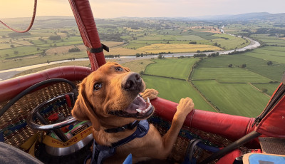 Meet Alfie - The cutest participant of the Kaposv&aacute;r Hot Air Balloon Championship!