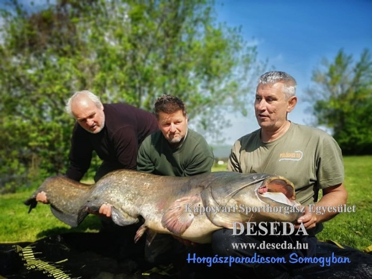 Iszonyat méretű harcsát fogtak a Desedán