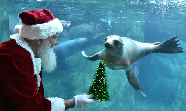 A budapesti &aacute;llatkertbe is meg&eacute;rkezett a Mikul&aacute;s