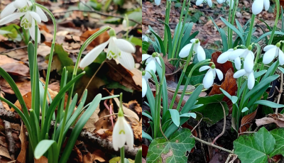 Ny&iacute;lnak a h&oacute;vir&aacute;gok a somogyi erdőkben