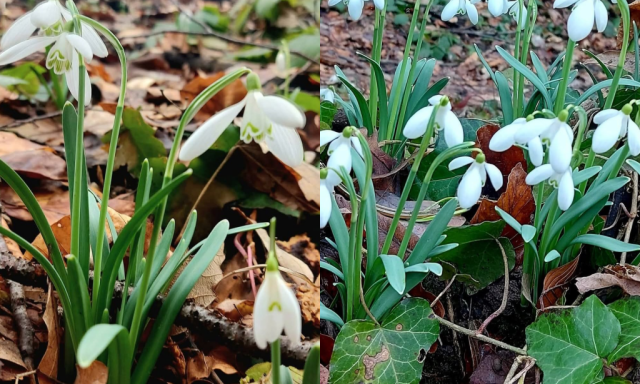 Ny&iacute;lnak a h&oacute;vir&aacute;gok a somogyi erdőkben