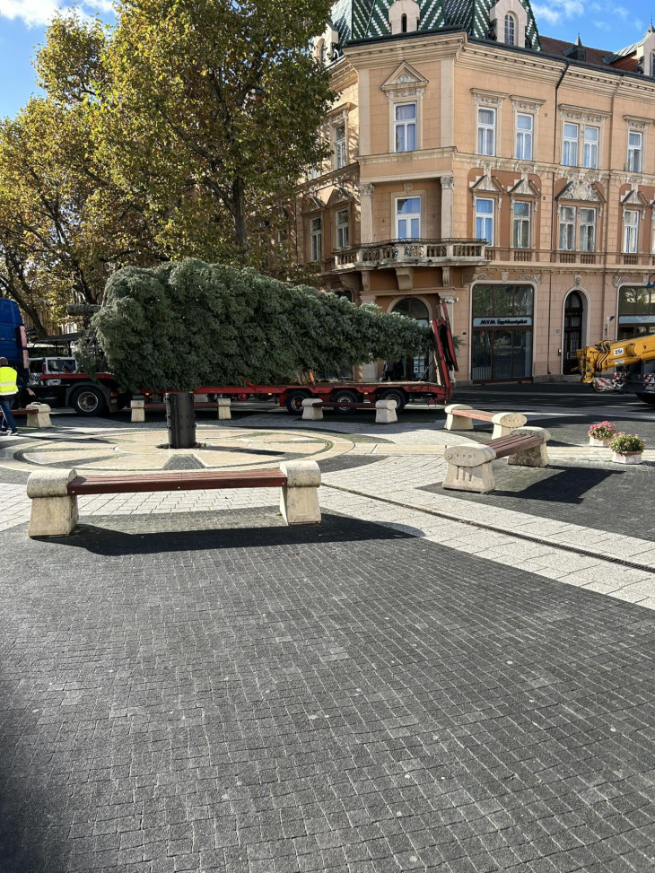Megérkezett és már áll is a város karácsonyfája!