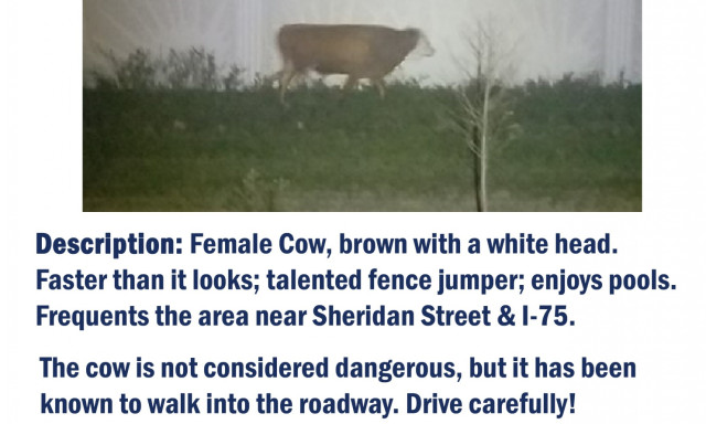 K&ouml;zben Florid&aacute;ban egy virgonc tehenet kerget a rendőrs&eacute;g
