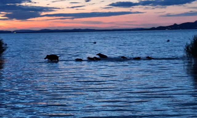 F&uuml;rdőző vaddiszn&oacute;k a Balatonban - Egyre t&ouml;bben bukkannak fel a t&oacute; k&ouml;r&uuml;l