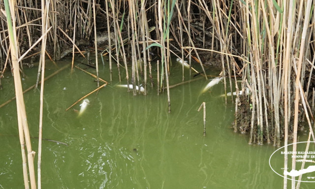 Egy tonna s&uuml;llő pusztult el a Balatonn&aacute;l az asz&aacute;ly miatt