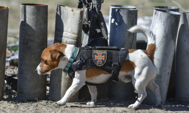 Zelenkszkij kit&uuml;ntette Patront, a h&aacute;bor&uacute;ban akn&aacute;kat kiszagol&oacute; Jack Russel terriert