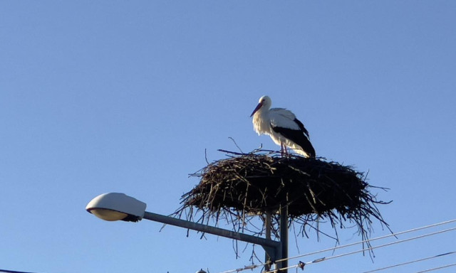 Meg&eacute;rkezett telel&eacute;s&eacute;ből az első g&oacute;lya