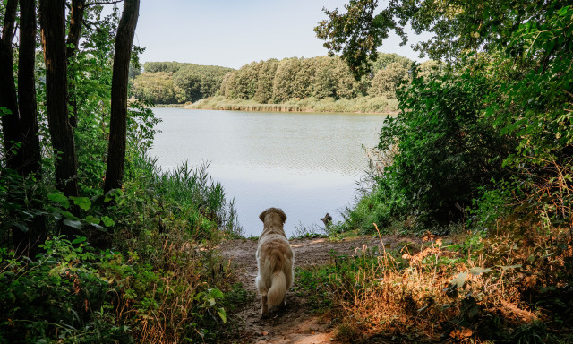 P&oacute;r&aacute;zmentes boldogs&aacute;g &ndash; A legjobb tippek kuty&aacute;s barangol&aacute;shoz Kaposv&aacute;ron