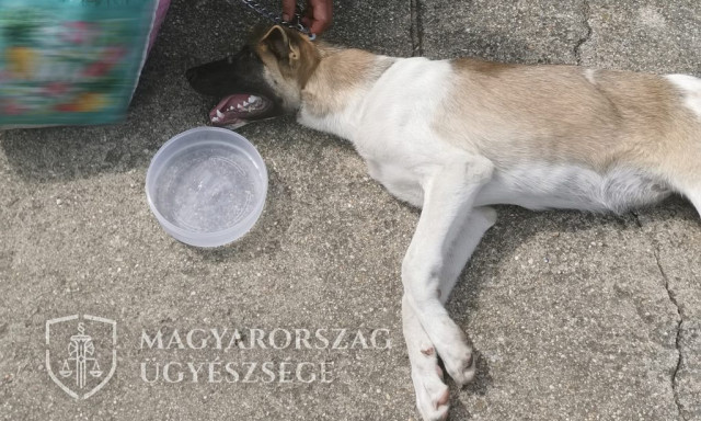 500 m&eacute;teren kereszt&uuml;l vonszolta maga ut&aacute;n az utc&aacute;n saj&aacute;t kuty&aacute;j&aacute;t