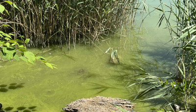 Megjelentek a fonalas cianobakt&eacute;riumok a Balatonban