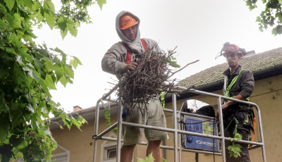 Nem a f&eacute;szekrombol&aacute;s a megold&aacute;s: &iacute;gy lehet kezelni a kaposv&aacute;ri varj&uacute;helyzetet
